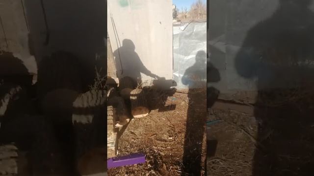 Дровокол смотреть онлайн