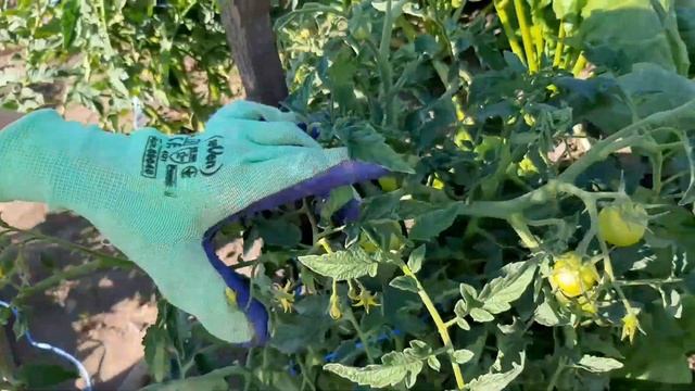 Як підв'язати помідори на городі? Як підв'язувати помідори на городі. Підв'язка помідорів. смотреть онлайн