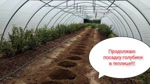 Трудовые будни на голубике. Посадка голубики в теплице.