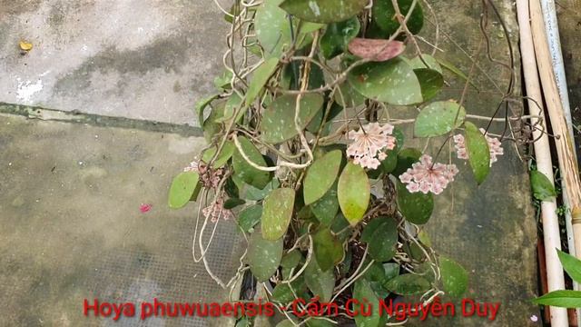 Hoya Phuwuaensis Cây Siêu To Siêu Hoa.