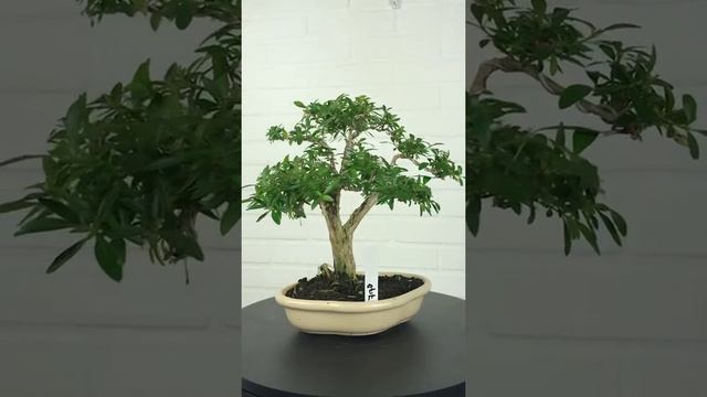 H&H Bonsai: Bonsai Serissa foetida HH7178 @ www.henhbonsai.nl смотреть онлайн