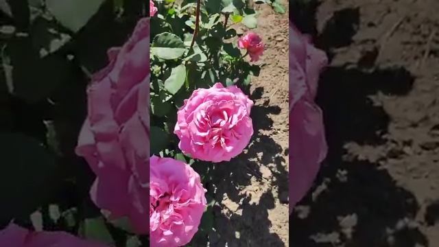 Моя Эшли 🌹#розы #цветение#сад #ЦАРСТВОРОЗ 🌹 смотреть онлайн