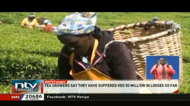 Farmers in Kericho, Bomet count losses over rising vandalism смотреть онлайн