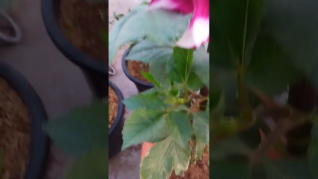 बसंत ऋतु की शुरुआत हो चुकी है मेरे बगीचे में #gardening #plants #flower #springflowers #blooming смотреть онлайн