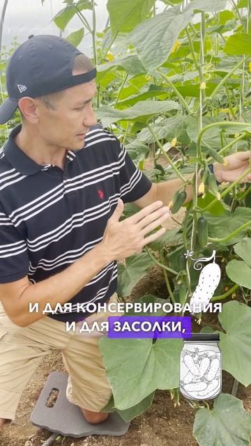 Музыкальный огурец ШОПЕН #садыроссии #семена #огурцы #огурцывтеплице смотреть онлайн