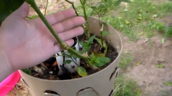 Daughter Destruction In The Garden