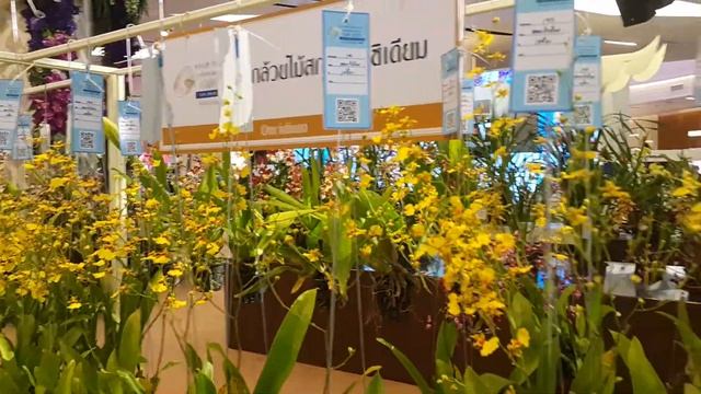 ออนซีเดียมเหลือง มหัศจรรย์กล้วยไม้แห่งแผ่นดิน Yellow Oncidium, Siam Paragon Royal Orchid 2020 смотреть онлайн