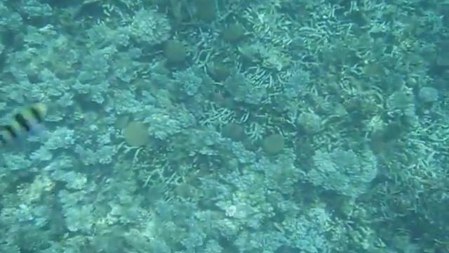 our 3rd trip 蘇梅島mango bay snorkeling смотреть онлайн