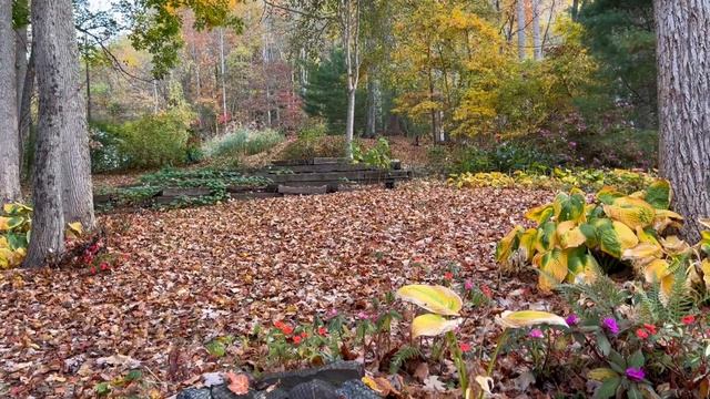 Hosta’s have turned yellow смотреть онлайн