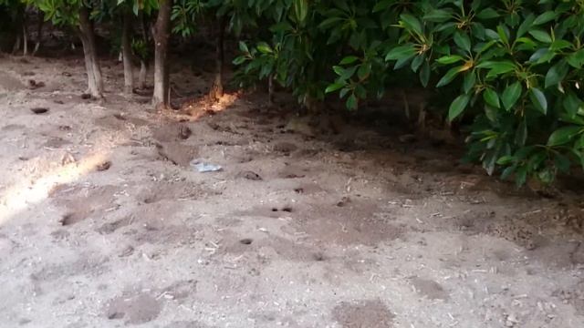 Maldives - Huraa island - Crabs island смотреть онлайн