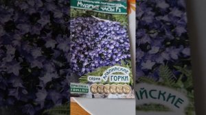 Колокольчик Портеншлага.Посев.           #цветы#многолетниецветыпосев