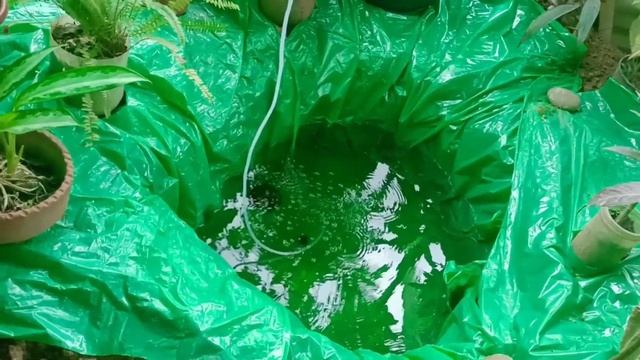 DIY FISH POND IN MY GARDEN,HOW TO MAKE FISH POND IN GARDEN,GARDEN IDEA,GARDEN DESIGN,MUTYA BALILING смотреть онлайн