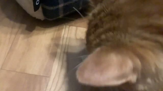 Рыжик ест разную еду смотреть онлайн