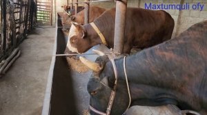 Мол бокиш Бизнеси...Молхонага ташриф.