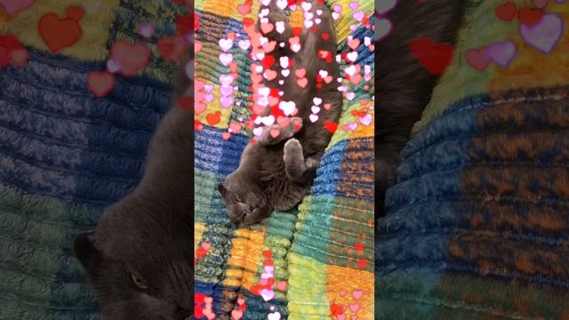 🔴КОТ СМОКИ🔴 смотреть онлайн