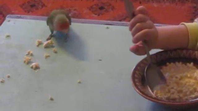 Попугай Ремми ч.4 смотреть онлайн