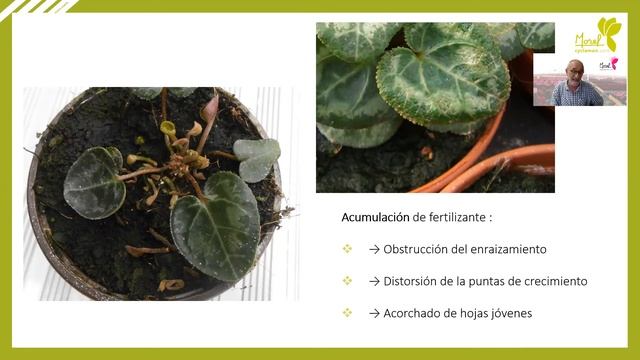 MOREL WEBINAR - Enraizado смотреть онлайн