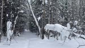 Удачная проверка ящиков на путике, февраль 2025 года.