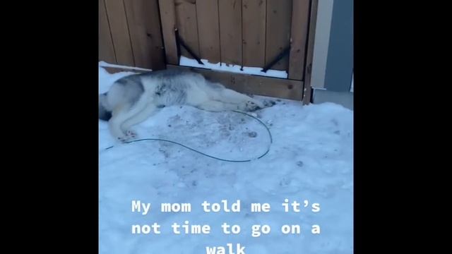 Funniest Husky Videos | Funny And Cute Dog Videos Compilation смотреть онлайн