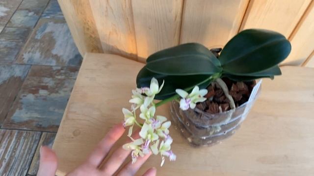 Sedirea Japonica