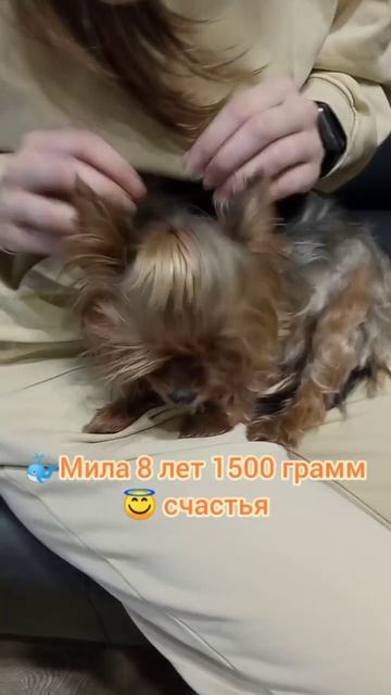 Йоркширский терьер Мила 8 лет 1500 грамм счастья, чистим зубки раз в пол года