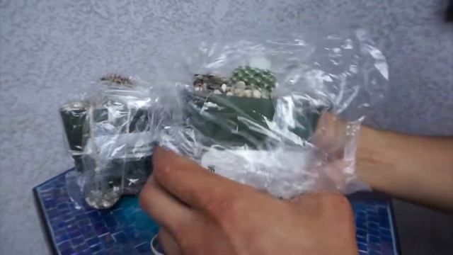Planet Desert + Unboxing Review || New Cactus Plants! смотреть онлайн