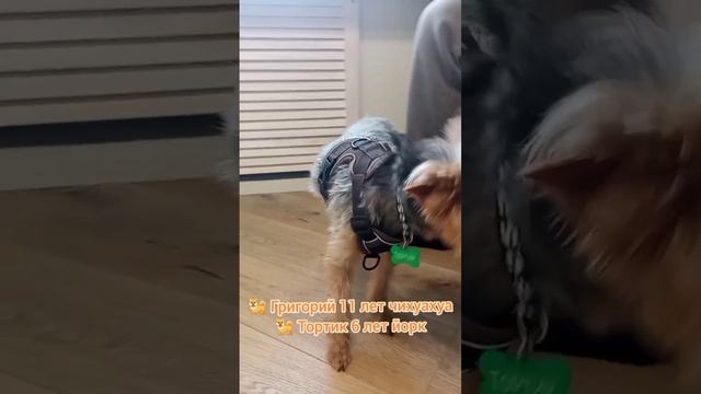 Григорий 11 лет тойчик знакомы давно и Тортик 6 лет 6 кг йорк зубки впервые чистили.