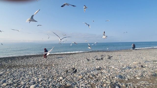 Привет, привет из Сочи. Море, солнце и птицы. смотреть онлайн