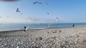 Привет, привет из Сочи. Море, солнце и птицы.