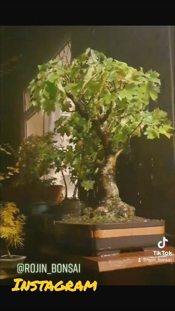 norway maple bonsai #bonsai #bonsaigarden #maplebonsai смотреть онлайн