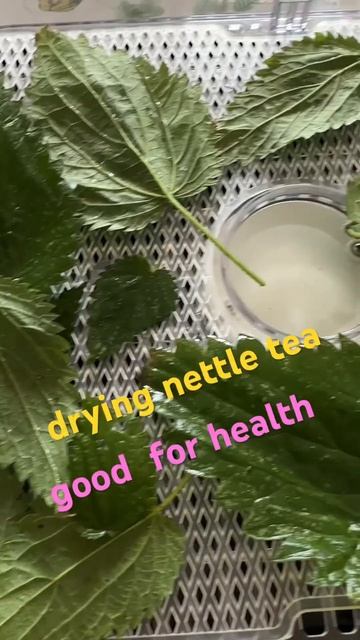 #didyouknow #drying #sécher #trocknen #nettle #ortie #Brennesseltee #tea, #thé #shorts смотреть онлайн
