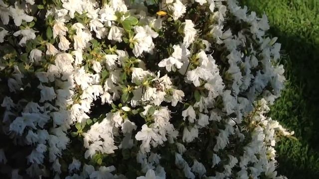 Bees on Azaleas смотреть онлайн