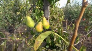 Груша МАРИЯ