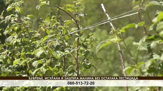 ŠOK - DJUBRENJE MALINE - evo kakav je program - MALINAR se IZNENADIO ! смотреть онлайн