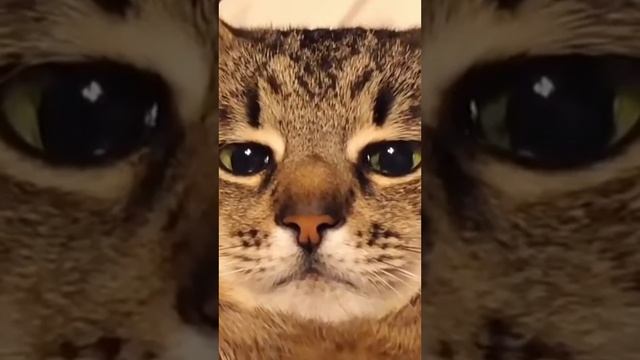 Кот Степан | Ева, я любила тебя! | Cat Stepan смотреть онлайн