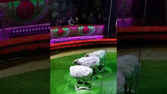 Ура,ура ! Я в цирк иду . Представление. Авторское видео . смотреть онлайн