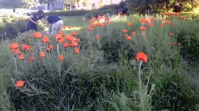 Маковое поле смотреть онлайн