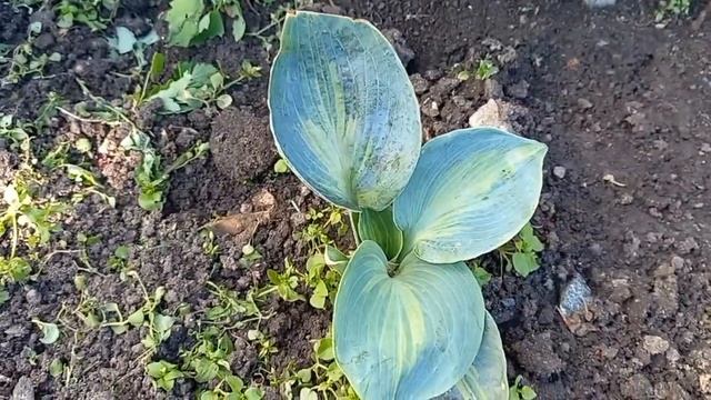 Лилии, розы и конечно хосты🪴🤗 смотреть онлайн