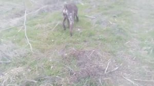 Пёс 1 сезон 2 серия  Смотри все серии