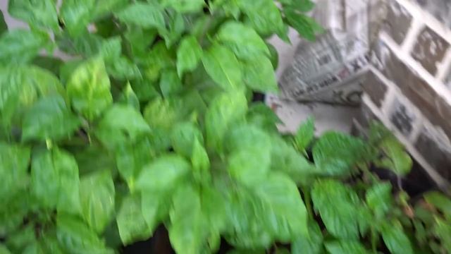 2018 Super Hot Peppers Growing Season - Ep. 08 - Additional Plants смотреть онлайн