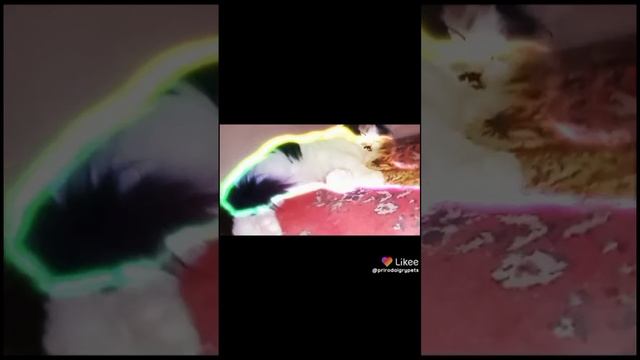 мои видео из тик тока и лайк смотреть онлайн