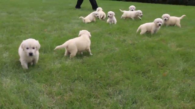 English Cream Golden Retriever Puppies For Sale смотреть онлайн