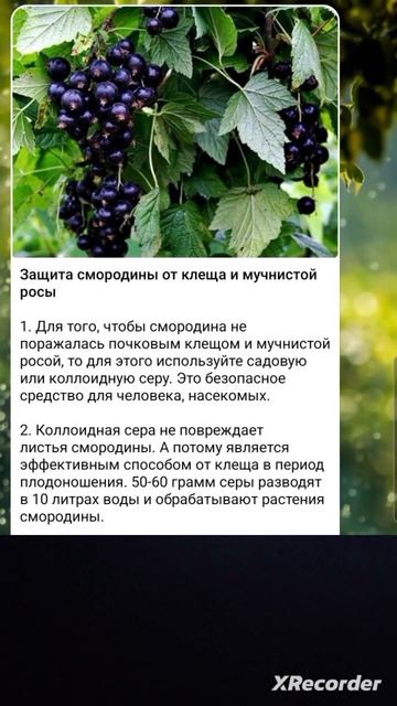 🌱 Защита СМОРОДИНЫ от вредителей и мучнистой росы смотреть онлайн