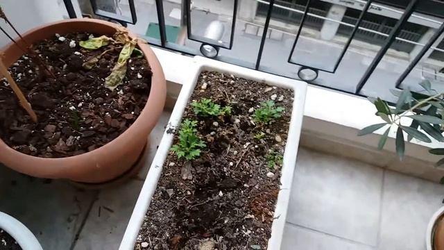 Οι βεράντες μου το χειμώνα. смотреть онлайн