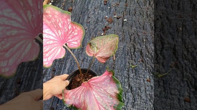 Caladium Lance Whorton смотреть онлайн