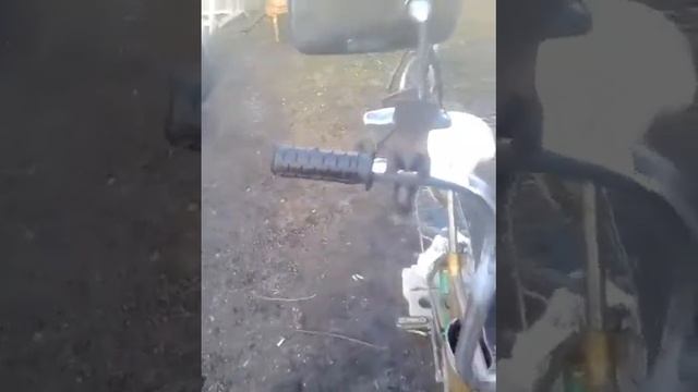 Вот крыса почти готов смотреть онлайн