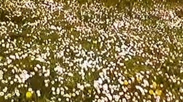 MOV0083A смотреть онлайн