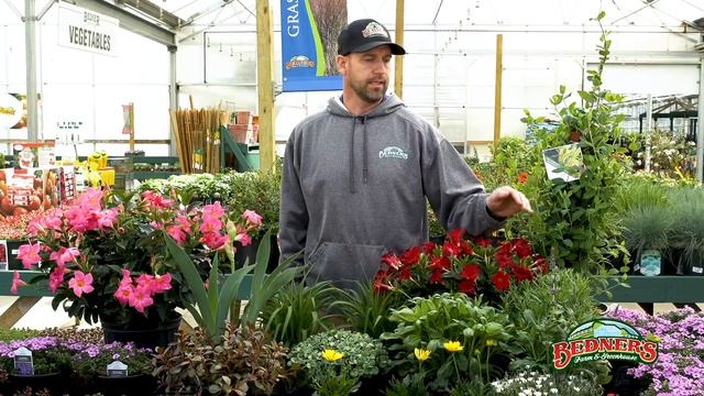 Bedners TV Xeriscaping смотреть онлайн