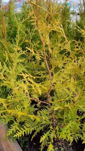 Декоративные хвойные растения в KSK #обзор #покупки #shorts смотреть онлайн