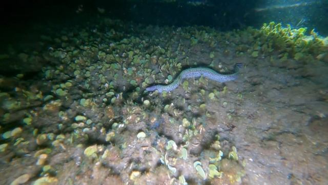 DIVING at NIGHT ! Octopus, Squid , Sea Turtles and more! смотреть онлайн